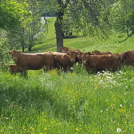 Fischerhof Apartment Hoechenschwand