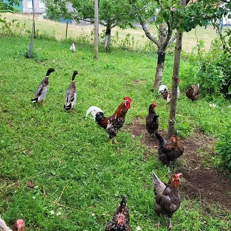 Fischerhof * Hoechenschwand