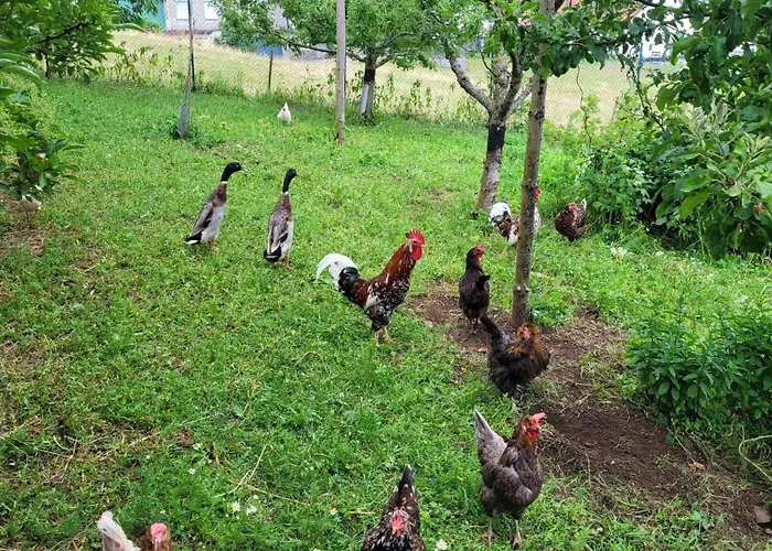 Fischerhof * بادن - فورتمبرغ